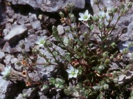 Arenaria gothica