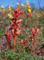 Orobanche alba