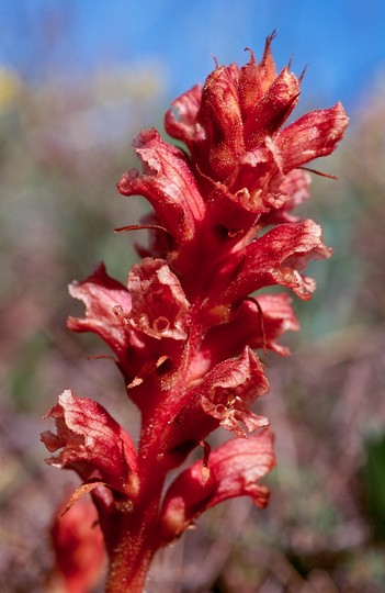 Orobanche alba