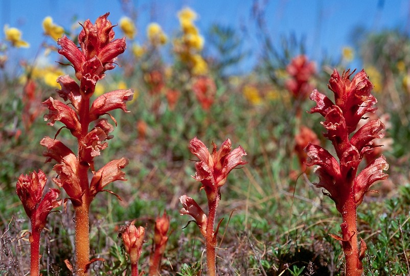 Orobanche alba