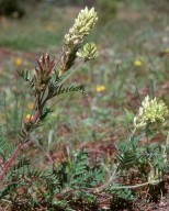 Oxytropis pilosa