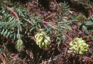 Oxytropis pilosa