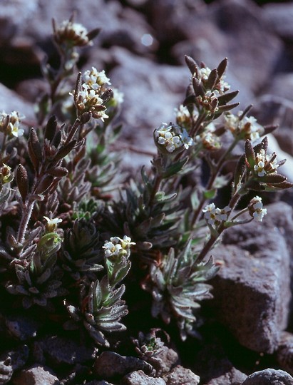 Draba incana