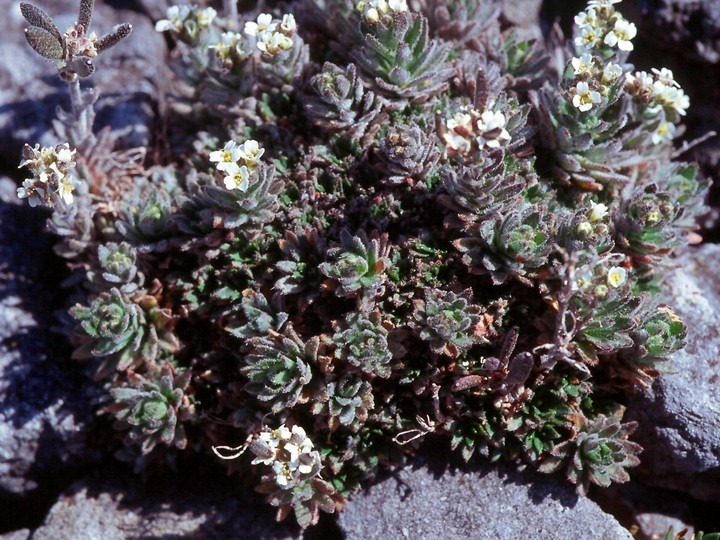 Draba incana