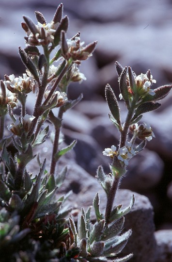 Draba incana