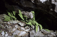 Asplenium trichomanes