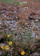 Galium triandrum