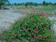 Geranium sanguineum