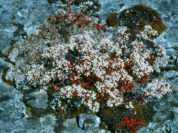 Sedum album