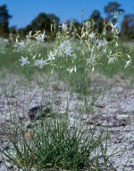 Anthericum ramosum