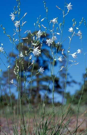 Anthericum ramosum