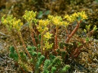 Sedum sexangulare