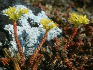 Sedum sexangulare