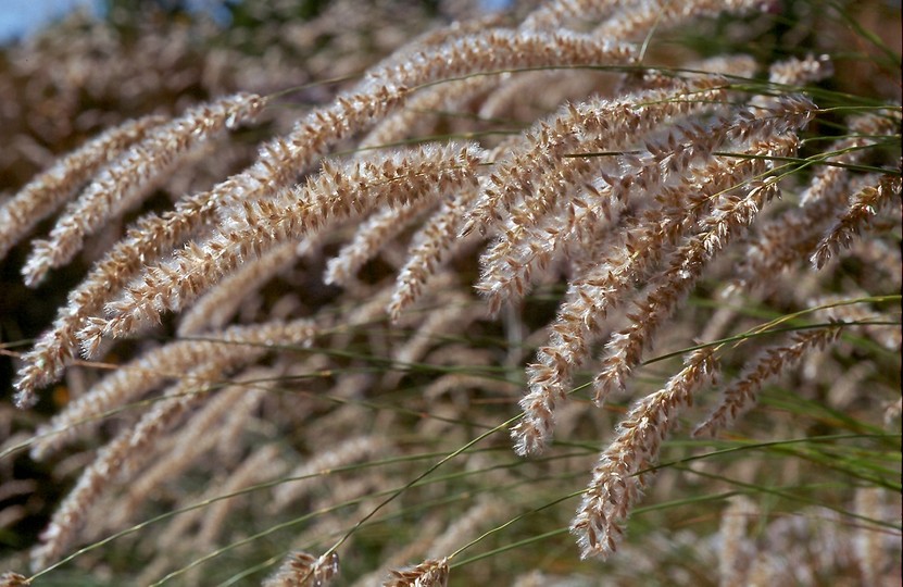 Melica ciliata