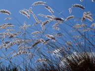 Melica ciliata