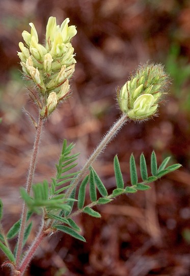 Oxytropis pilosa