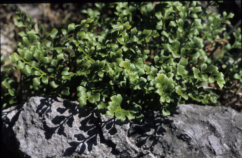 Asplenium ruta-muraria