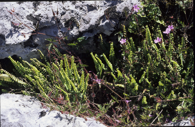 Asplenium trichomanes