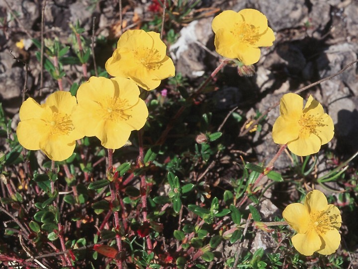 Helianthemum nummularium