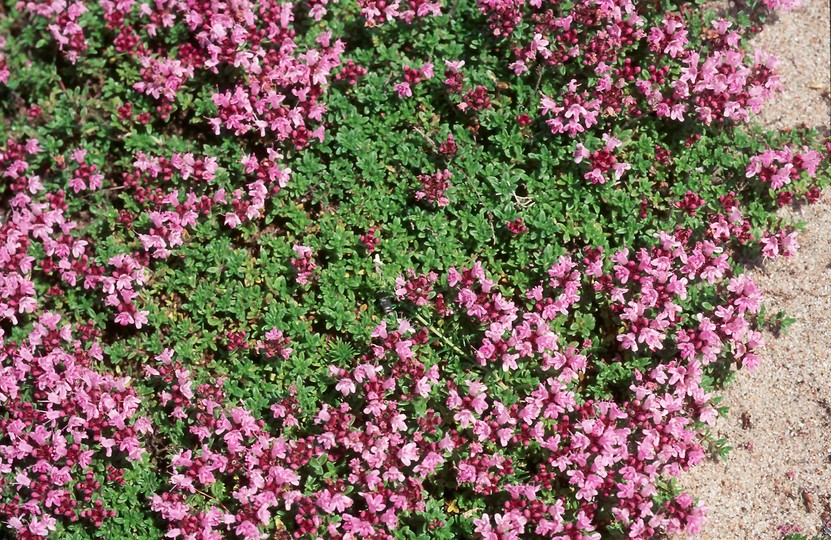 Thymus serpyllum