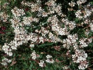 Gypsophila fastigiata