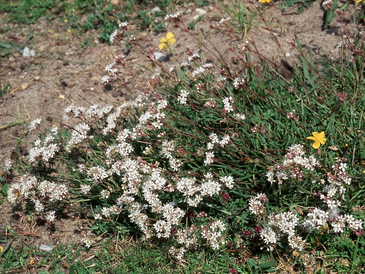 Gypsophila fastigiata