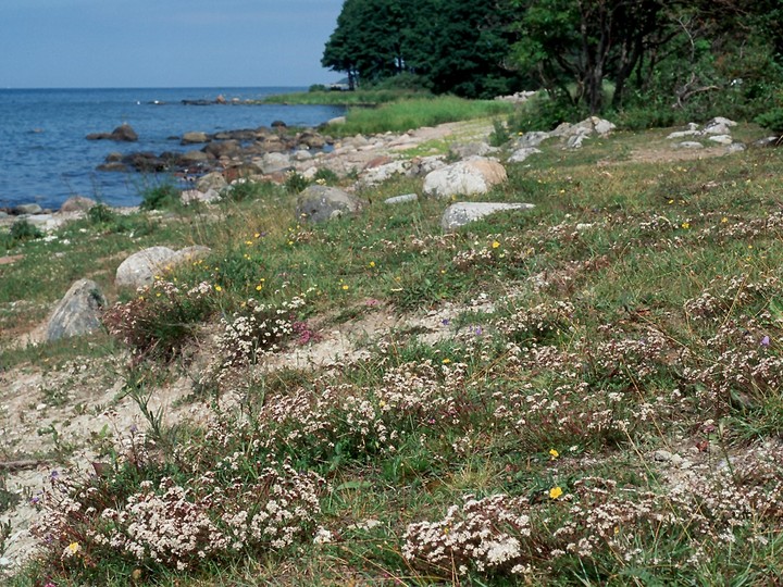 Gypsophila fastigiata