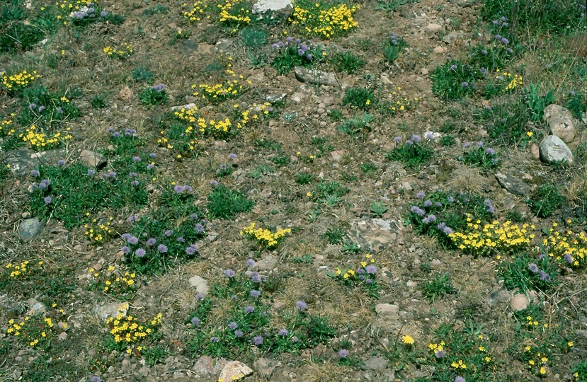 Globularia vulgaris