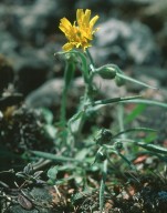 Crepis tectorum ssp. pumila