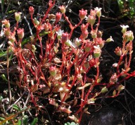 Saxifraga tridactylites