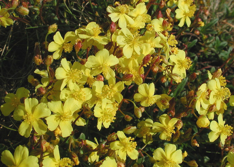 Helianthemum oelandicum