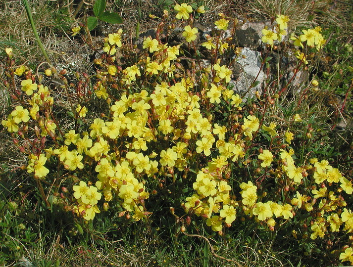 Helianthemum oelandicum