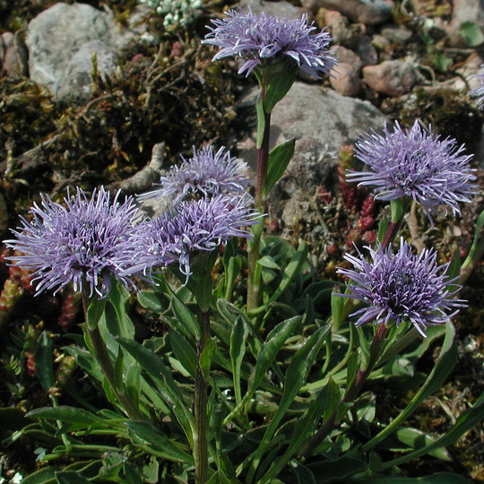 Globularia vulgaris