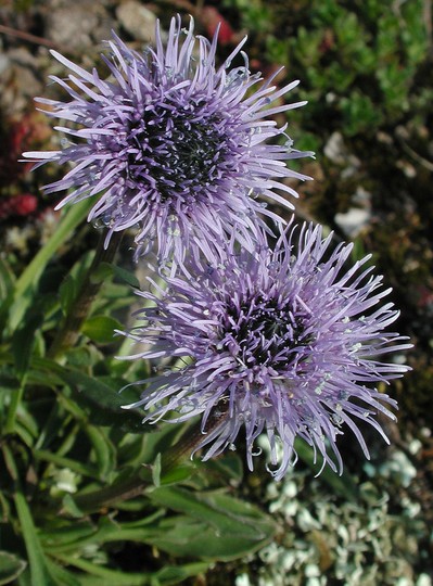 Globularia vulgaris