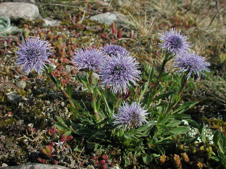 Globularia vulgaris