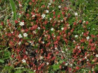 Saxifraga tridactylites