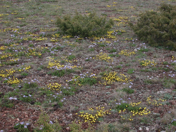 Helianthemum oelandicum