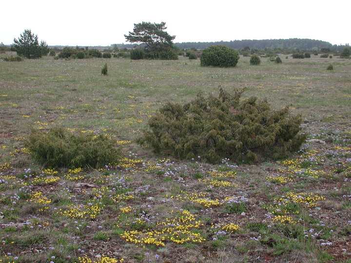 Helianthemum oelandicum