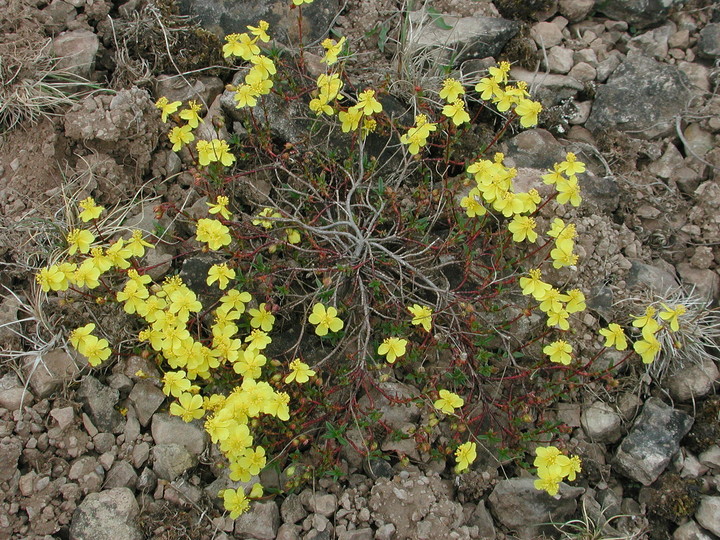 Helianthemum oelandicum