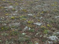 Helianthemum oelandicum