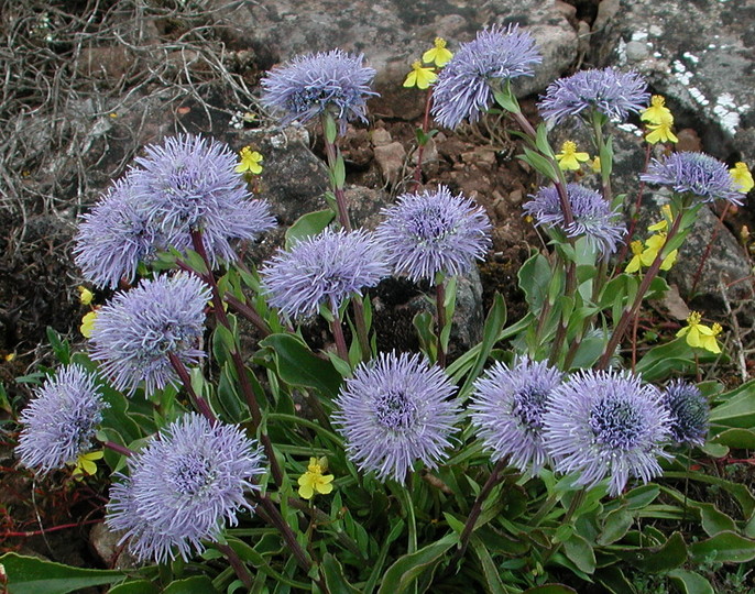 Globularia vulgaris