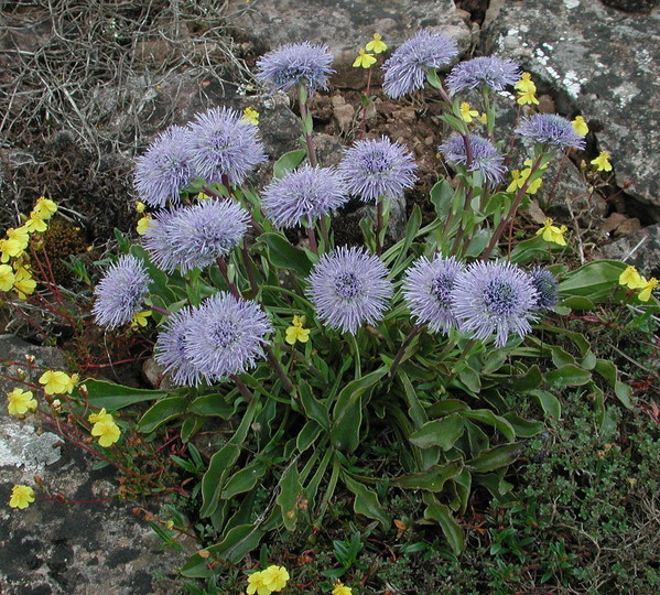 Globularia vulgaris