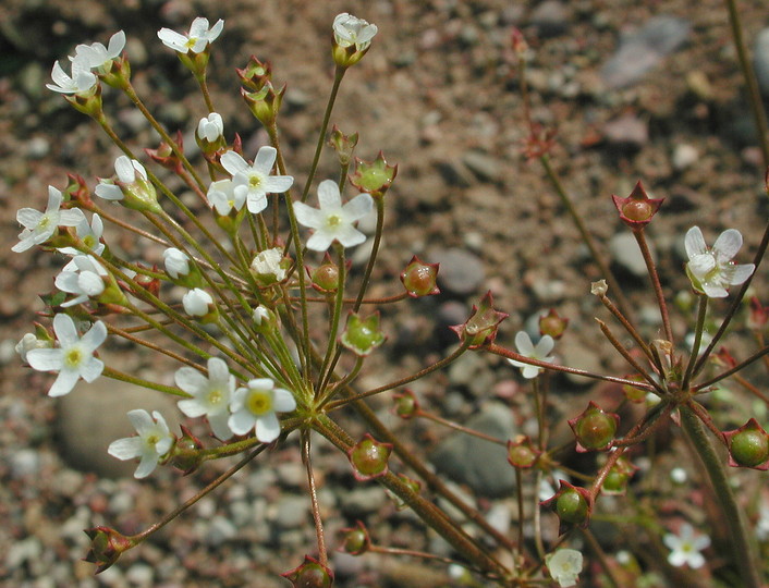 Androsace septentrionalis