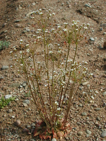 Androsace septentrionalis