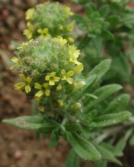 Alyssum alyssoides