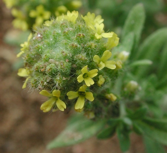 Alyssum alyssoides