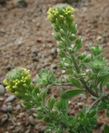 Alyssum alyssoides