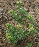 Alyssum alyssoides