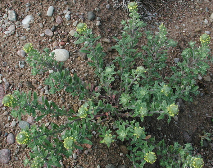 Alyssum alyssoides