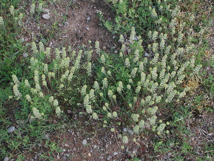 Alyssum alyssoides